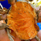 Cúrcuma Pura de Origem em Cápsulas com TCM + Pimenta Preta Fazenda Soul Leve - imagem 11