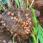 Cúrcuma Pura de Origem em Cápsulas com TCM + Pimenta Preta Fazenda Soul Leve - imagem 12