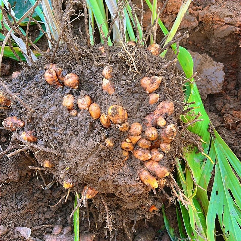 Shot em Cápsulas Cúrcuma+ Manhã com Cúrcuma, Canela e Hortelã 60 cápsulas Fazenda Soul Leve - imagem 8