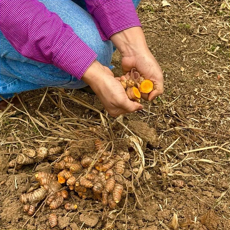 Cúrcuma Pura de Origem em Pó 100g - Fazenda Soul Leve