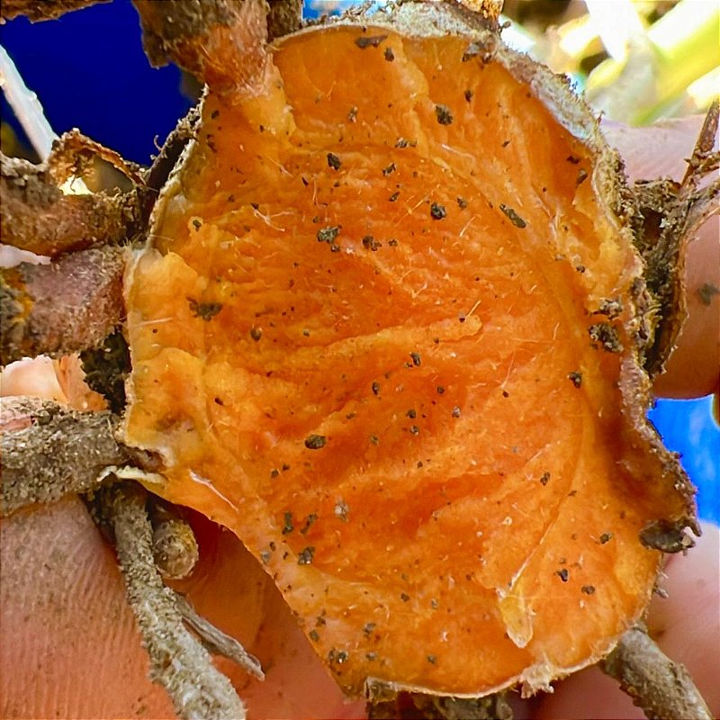 Cúrcuma Pura de Origem em Pó 100g - Fazenda Soul Leve